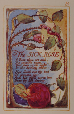 blakerose