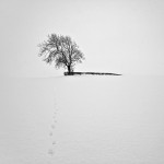 fox in the snow