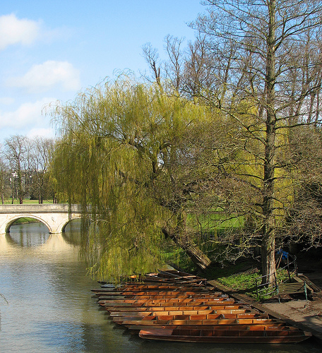 cambridge punts