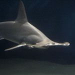 shark story