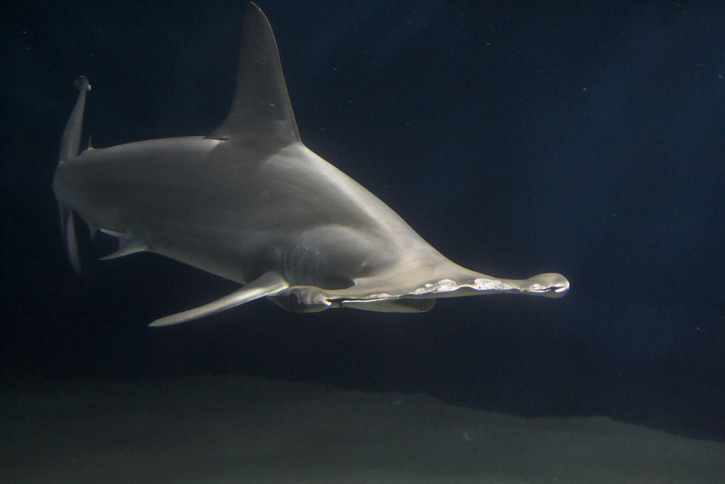 shark story